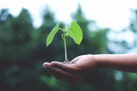 Hand holding a plant